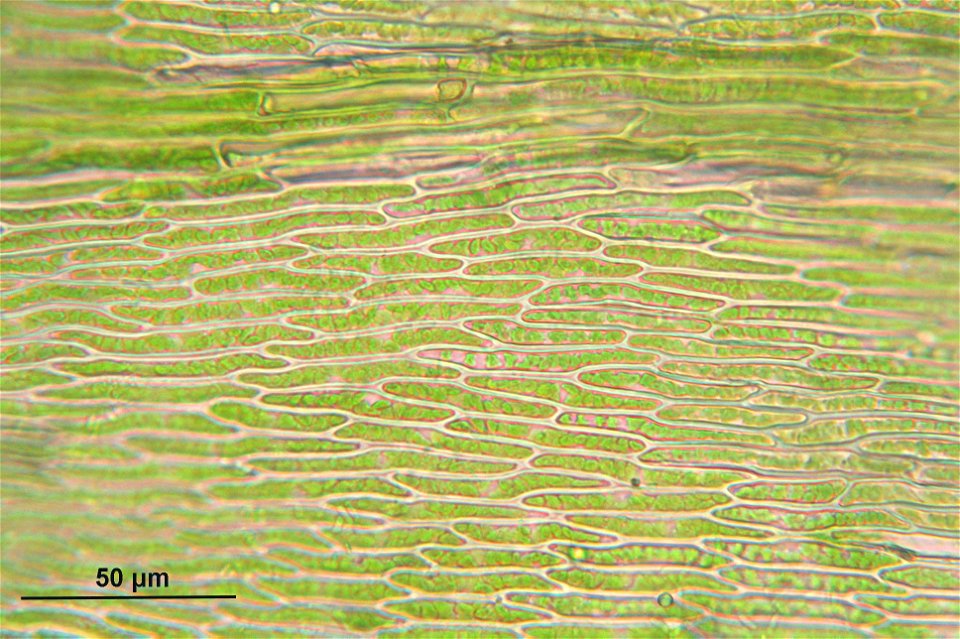 Kindbergia praelonga