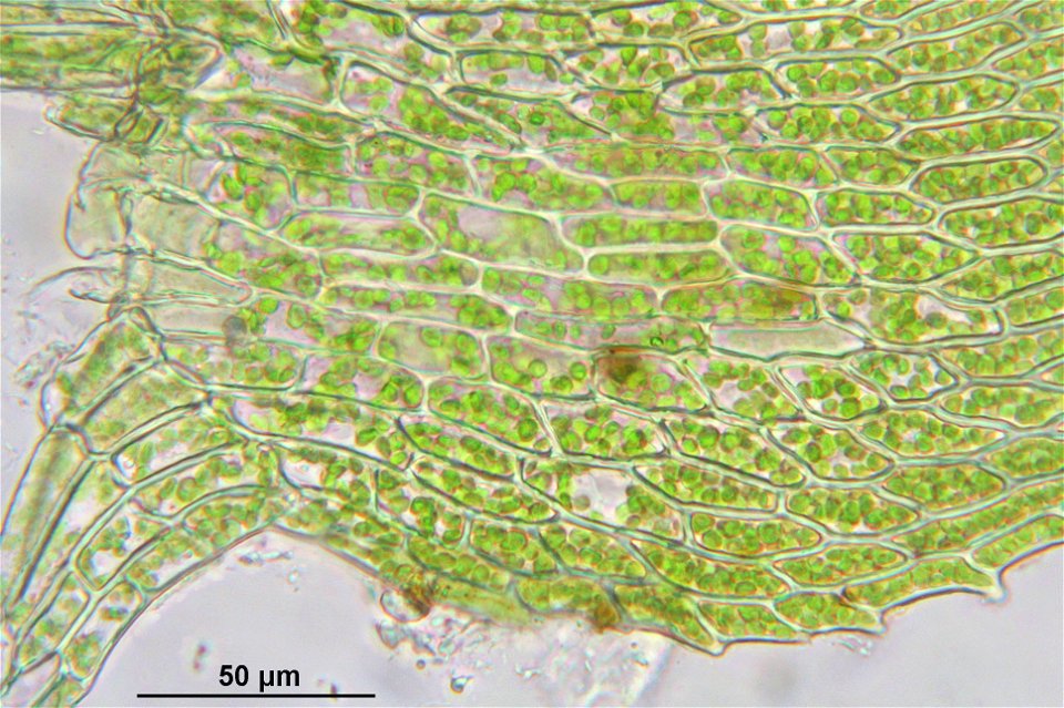 Kindbergia praelonga