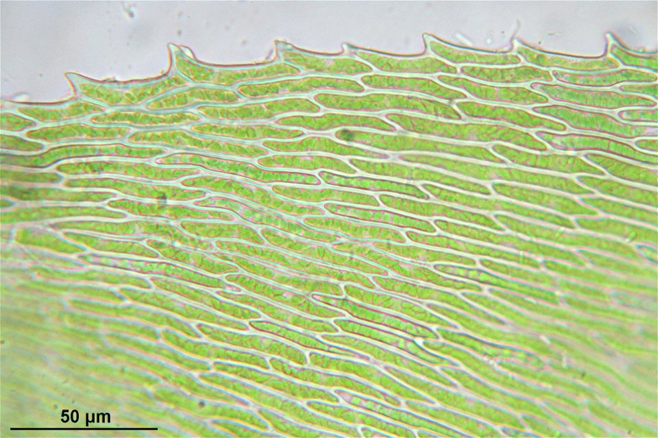 Kindbergia praelonga