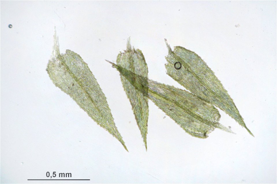 Kindbergia praelonga