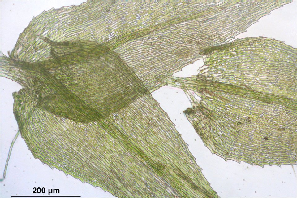 Kindbergia praelonga