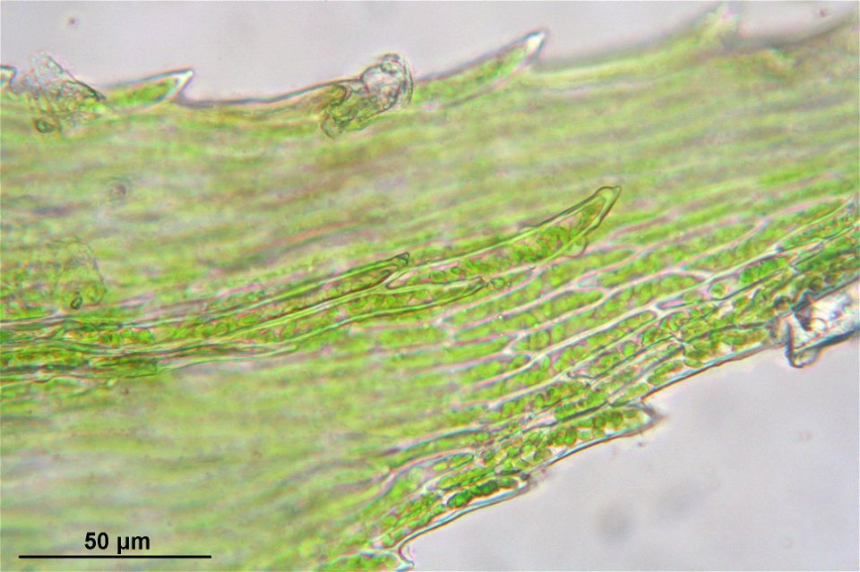 Kindbergia praelonga