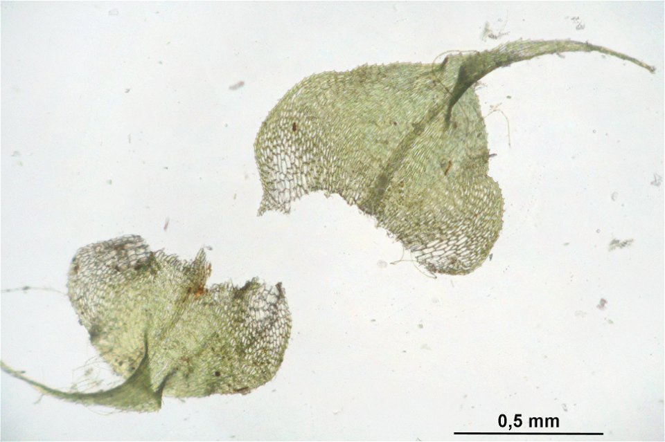 Kindbergia praelonga