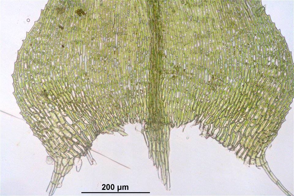 Kindbergia praelonga