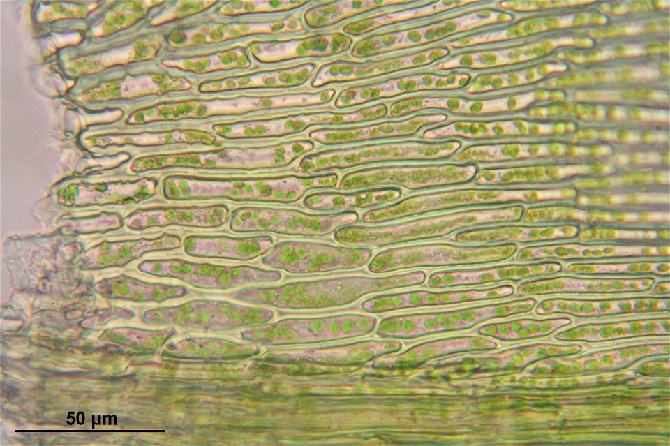 Kindbergia praelonga