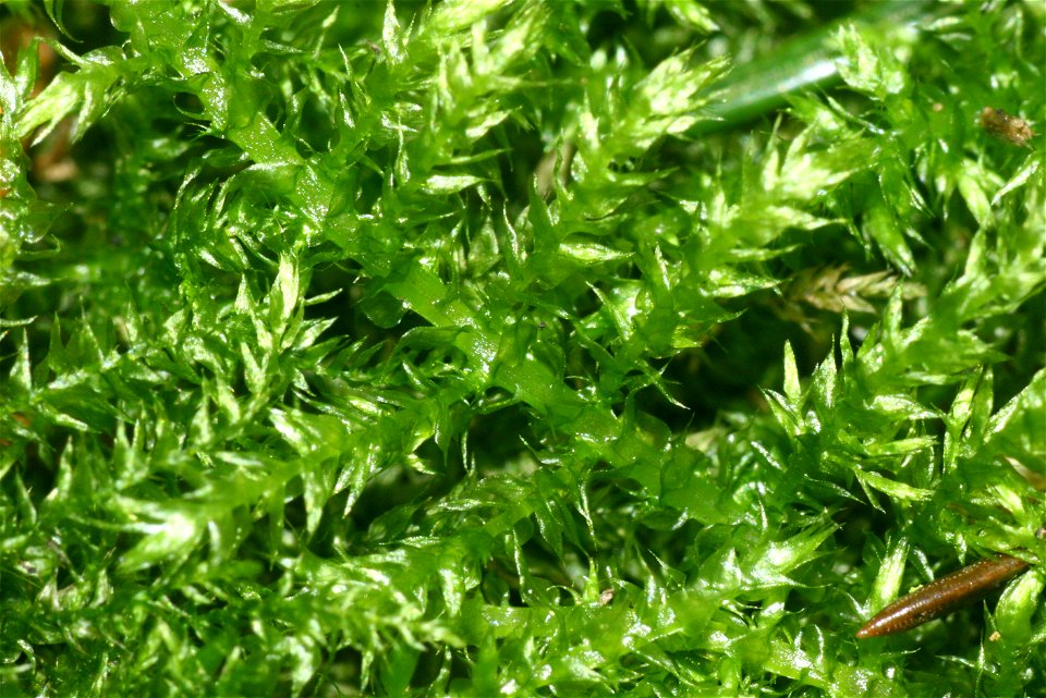 Kindbergia praelonga
