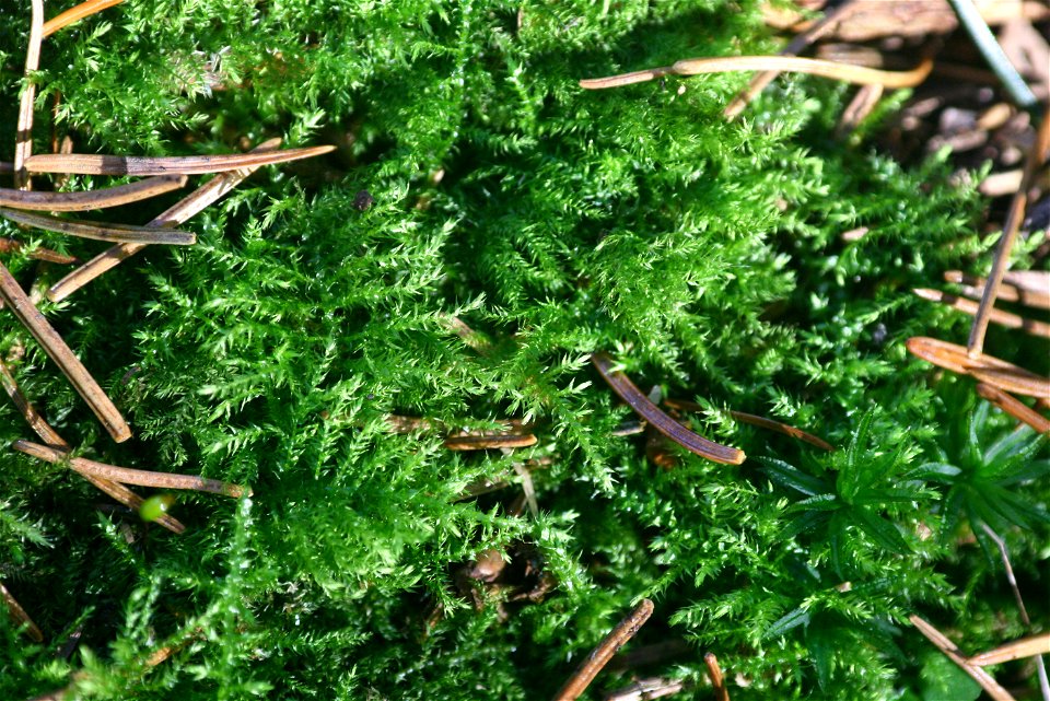 Kindbergia praelonga