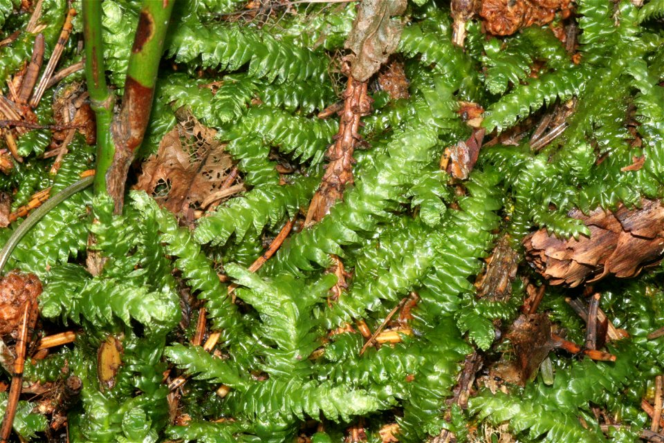 Plagiothecium undulatum