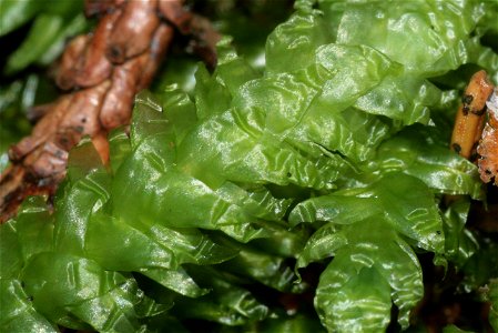 Plagiothecium undulatum