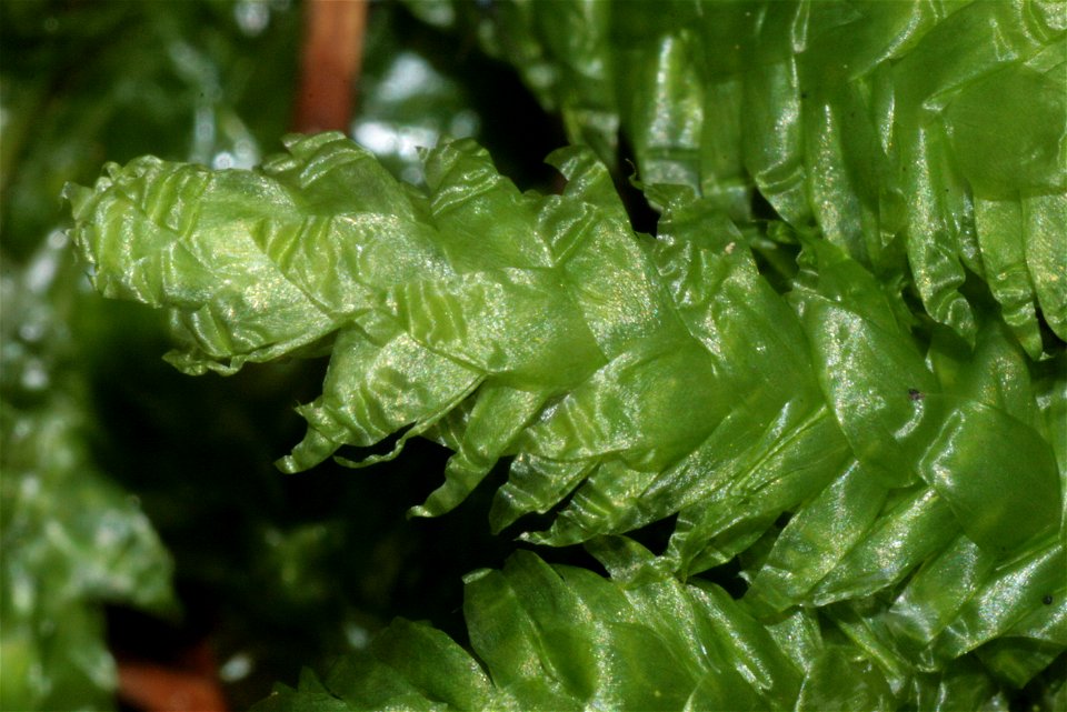 Plagiothecium undulatum