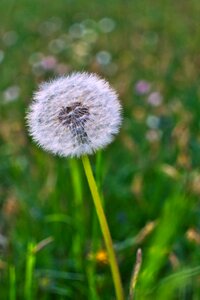 Grass summer meadow photo