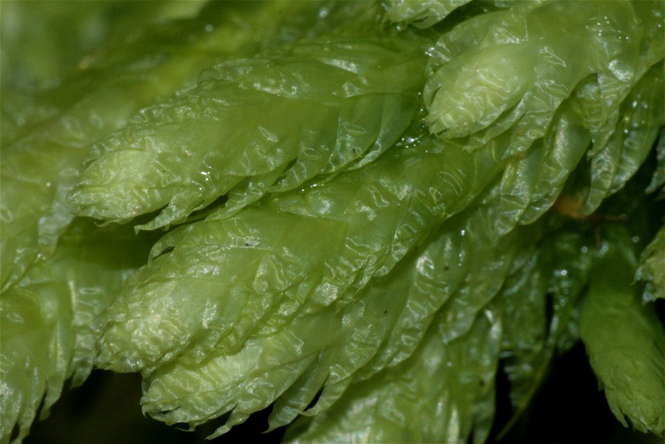 Plagiothecium undulatum