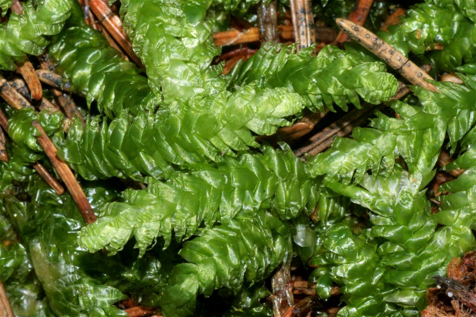 Plagiothecium undulatum
