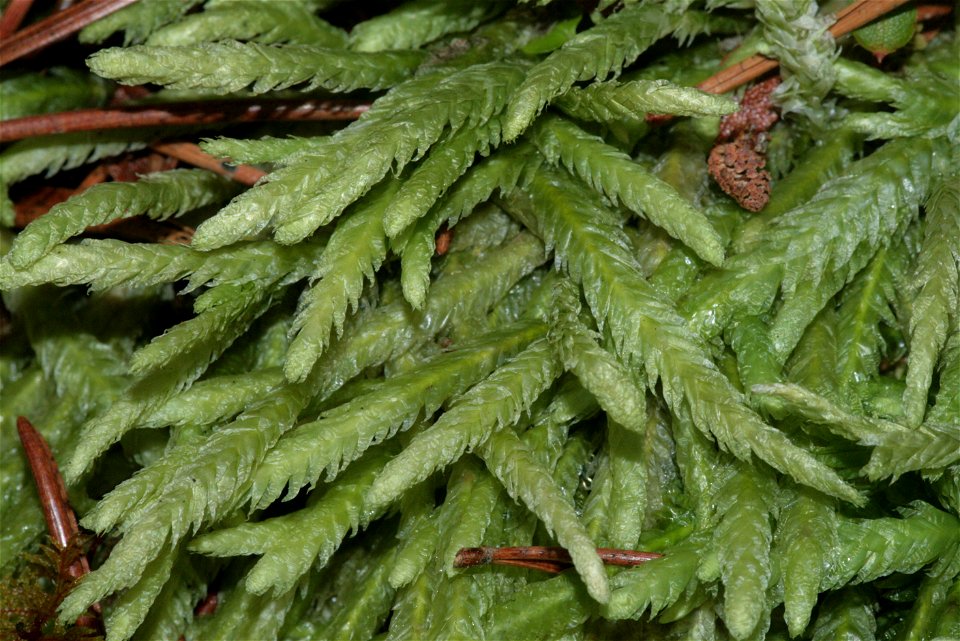 Plagiothecium undulatum