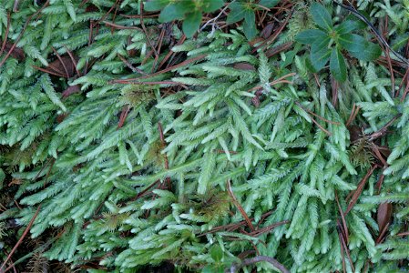 Plagiothecium undulatum