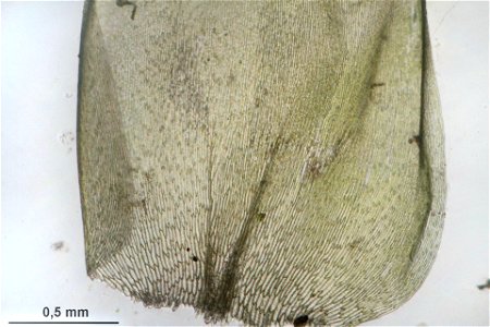 Plagiothecium undulatum