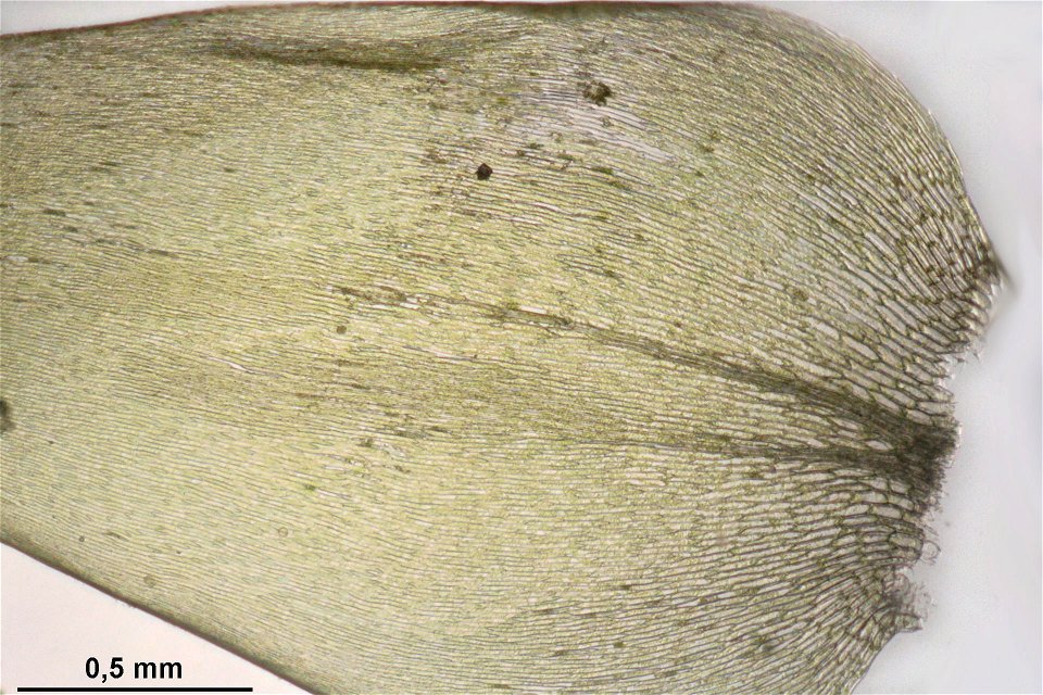 Plagiothecium undulatum