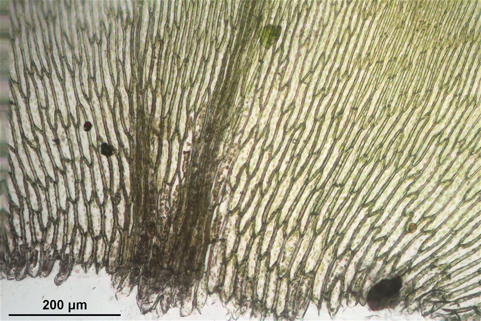 Plagiothecium undulatum