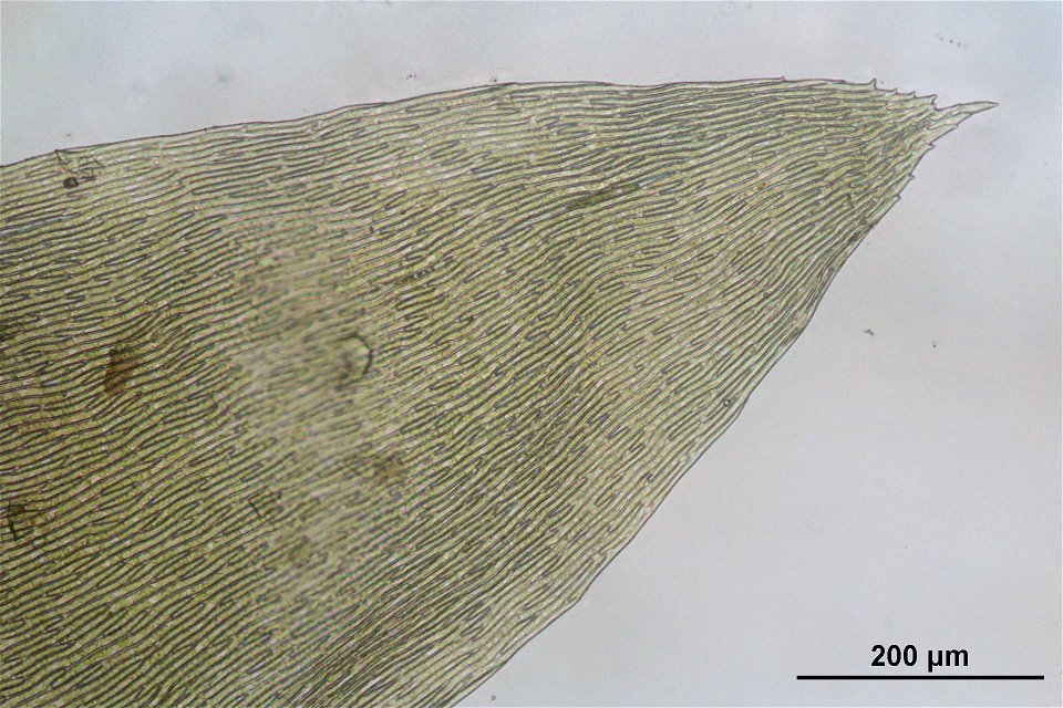 Plagiothecium undulatum