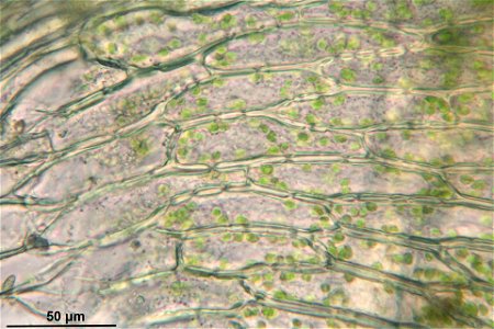 Plagiothecium undulatum