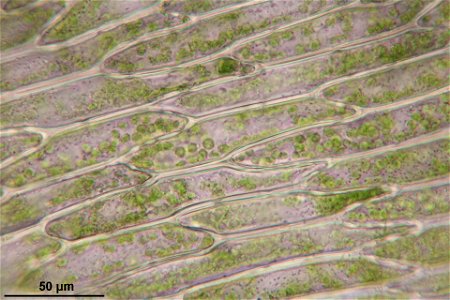 Plagiothecium undulatum