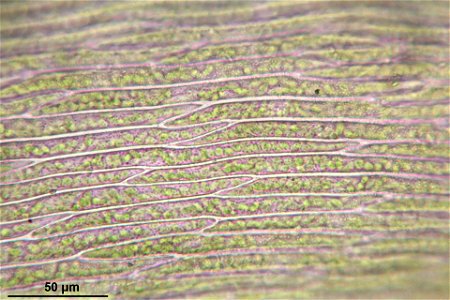 Plagiothecium undulatum