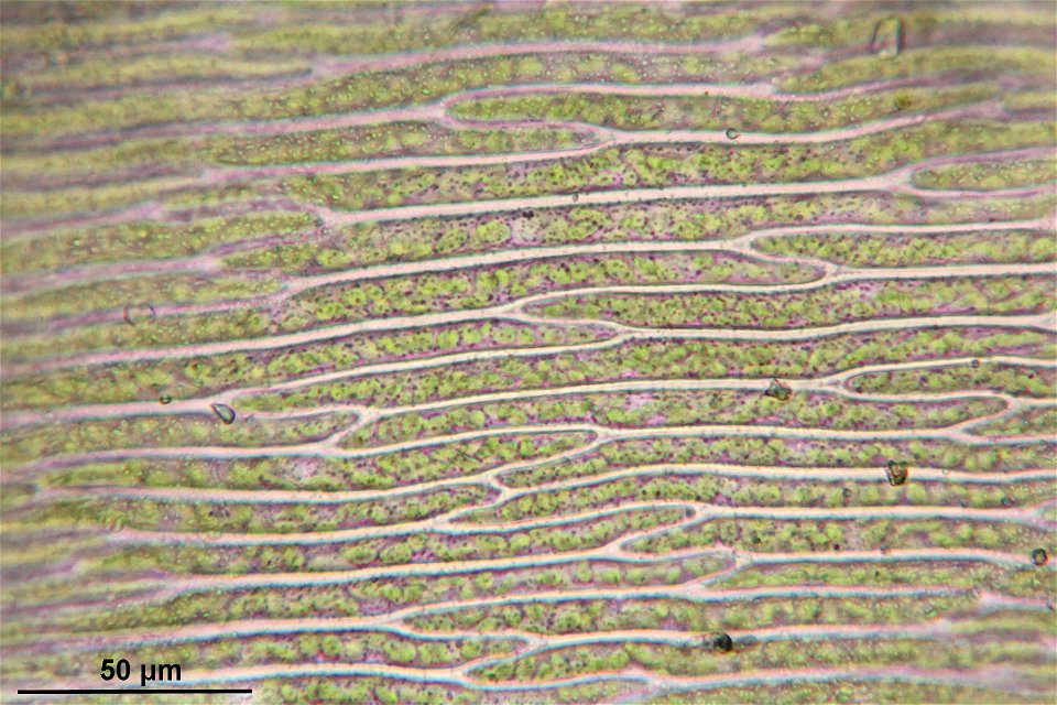 Plagiothecium undulatum