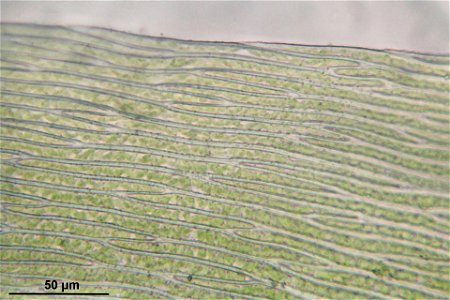 Plagiothecium undulatum
