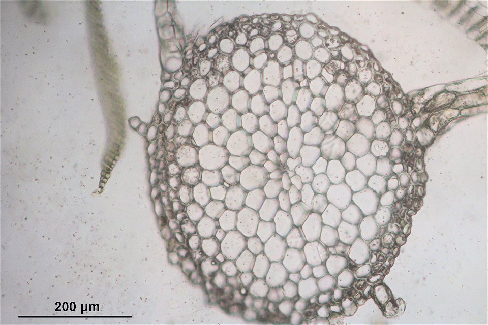 Plagiothecium undulatum