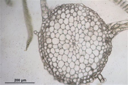 Plagiothecium undulatum
