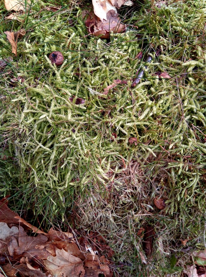 Waved Silk-moss (Plagiothecium undulatum)
