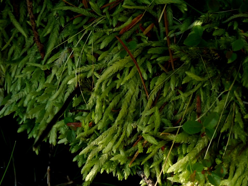 Waved Silk-moss (Plagiothecium undulatum)
