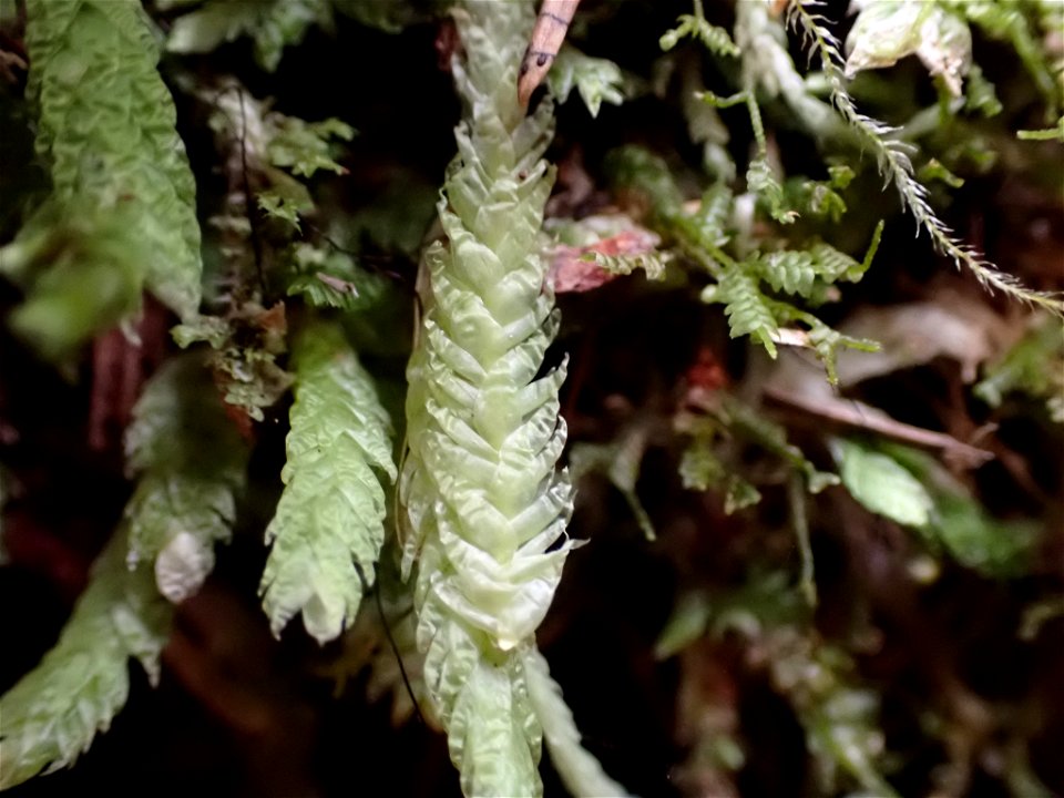 Waved Silk-moss (Plagiothecium undulatum)