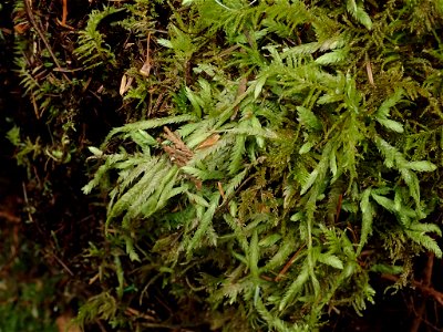 Waved Silk-moss (Plagiothecium undulatum)