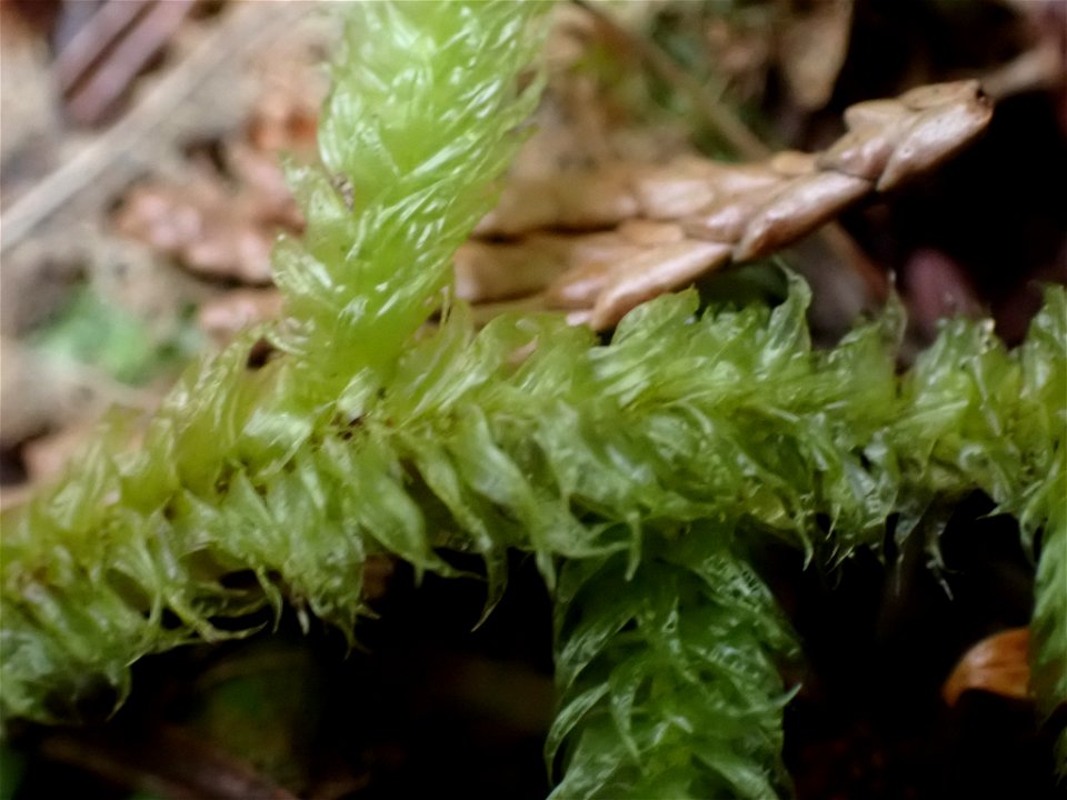 Waved Silk-moss (Plagiothecium undulatum)
