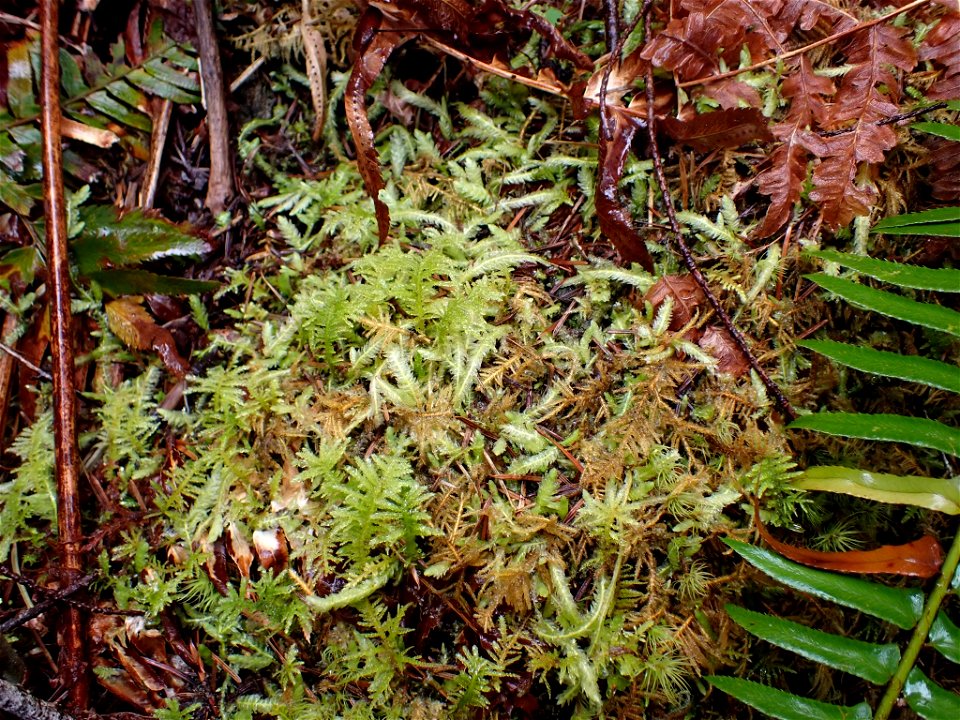 Waved Silk-moss (Plagiothecium undulatum)
