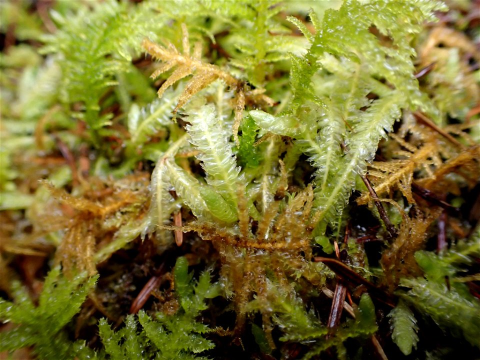 Waved Silk-moss (Plagiothecium undulatum)