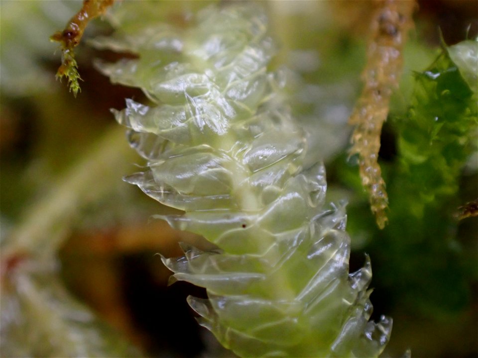 Waved Silk-moss (Plagiothecium undulatum)