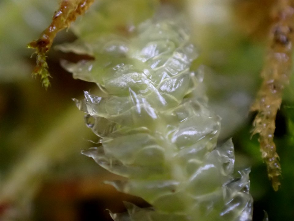 Waved Silk-moss (Plagiothecium undulatum)