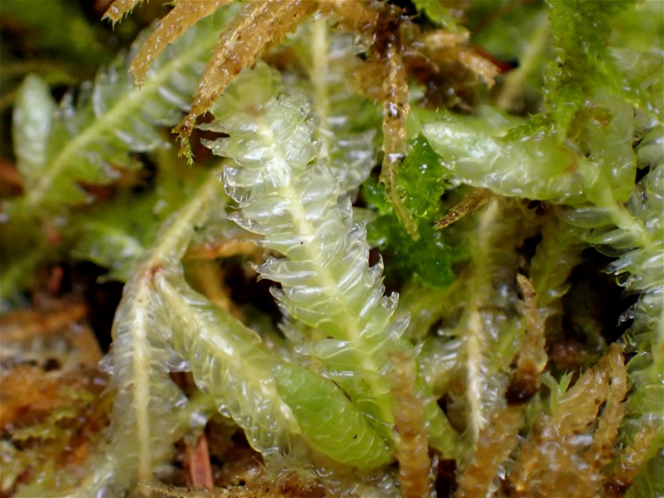 Waved Silk-moss (Plagiothecium undulatum)