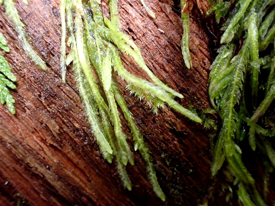 Waved Silk-moss (Plagiothecium undulatum)