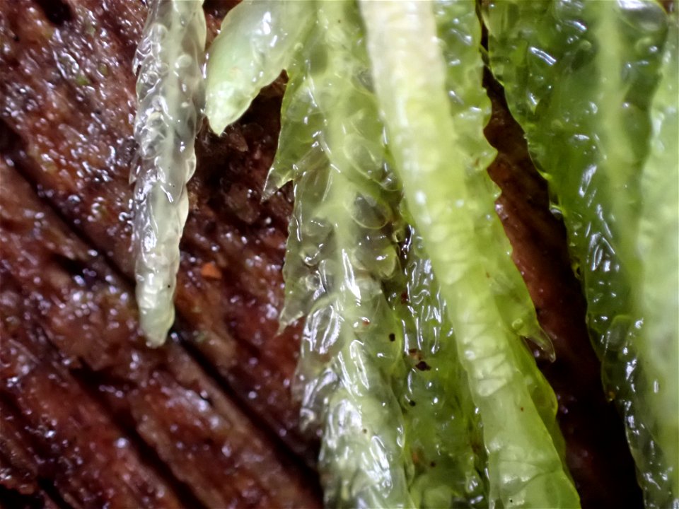 Waved Silk-moss (Plagiothecium undulatum)