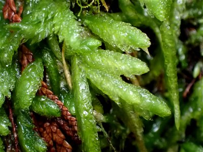 Waved Silk-moss (Plagiothecium undulatum)