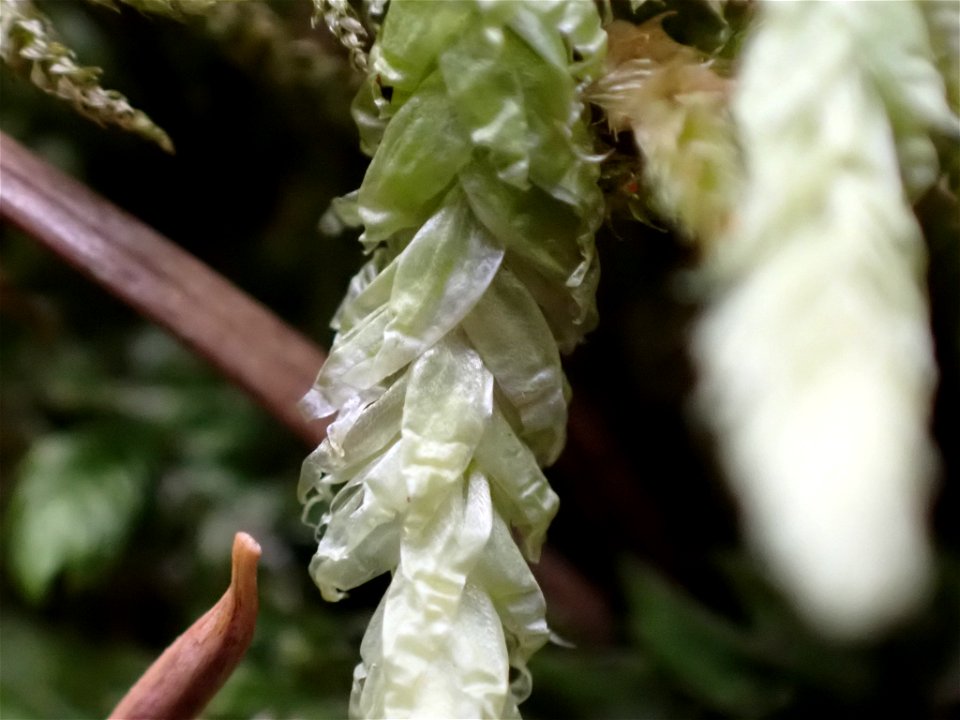 Waved Silk-moss (Plagiothecium undulatum)