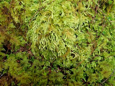 Waved Silk-moss (Plagiothecium undulatum)