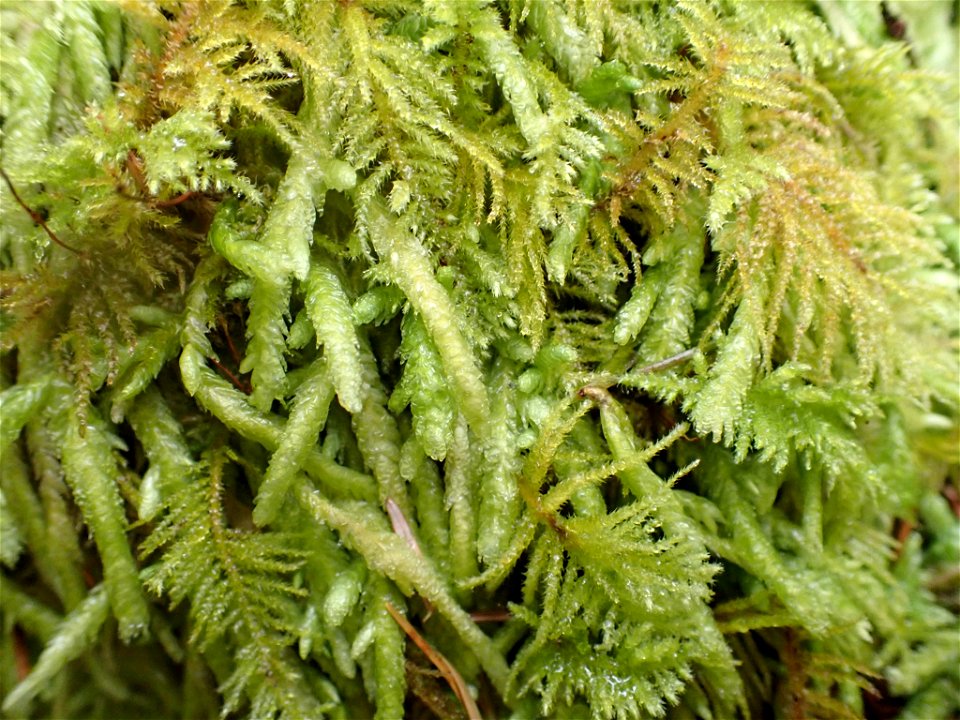 Waved Silk-moss (Plagiothecium undulatum)