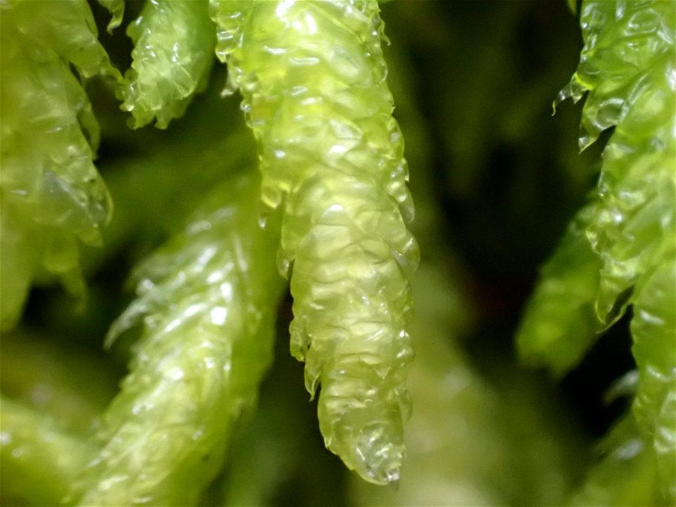 Waved Silk-moss (Plagiothecium undulatum)
