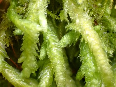 Waved Silk-moss (Plagiothecium undulatum)