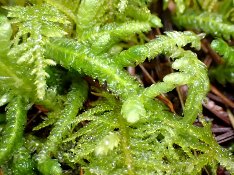 Waved Silk-moss (Plagiothecium undulatum)