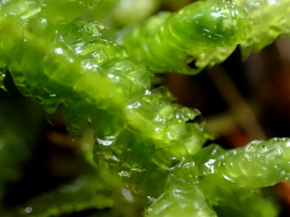 Waved Silk-moss (Plagiothecium undulatum)